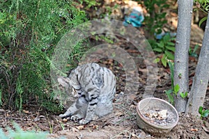 A kitten - Siberian cat hunting in garden