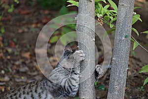 A kitten - Siberian cat hunting in garden