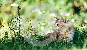A kitten - Siberian cat hunting in grass