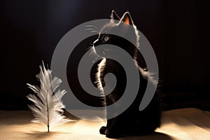 kitten silhouette, backlit with floating feathers