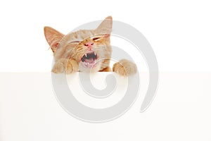 Kitten singing holding blank banner