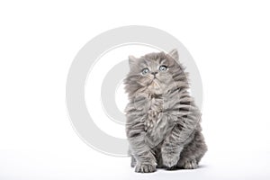 The kitten sits with a raised paw on a white background in isolation