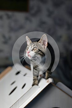 kitten sits on the roof of the corton house and looks up