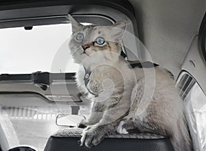 Gattino si siede sul auto 