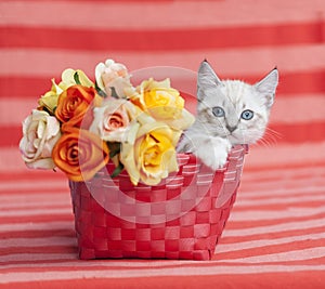 Kitten sitting away from roses, orange basket