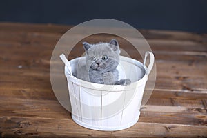 Kitten sitting in basket