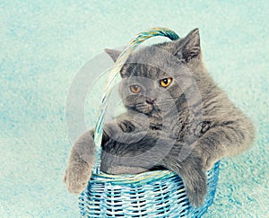 Kitten sitting in a basket