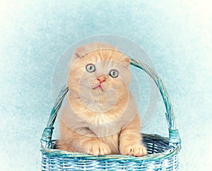 Kitten sitting in a basket