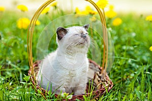 Kitten sitting in a basket on the grass