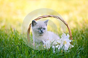 Kitten sitting in a basket with lily flowers