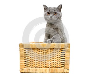 Kitten sitting in basket on a white background