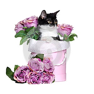 Kitten sitting in a box with flowers