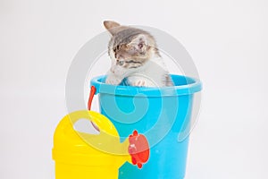 The kitten is sitting in a bucket. Funny pets.