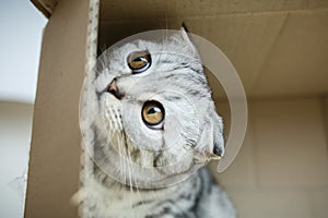 kitten sitting in a cardboard box