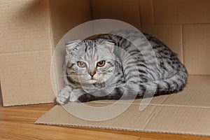 kitten sitting in a cardboard box