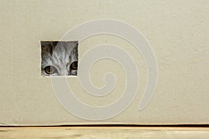 kitten sitting in a cardboard box, looks through a hole