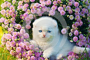 Kitten sitting in flowers