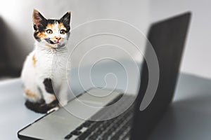 Kitten sitting in front of a laptop