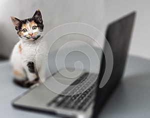 Kitten sitting in front of a laptop