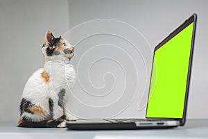 Kitten sitting in front of a laptop