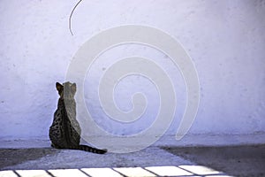 Kitten sitting in front of a wall looking up at a twig