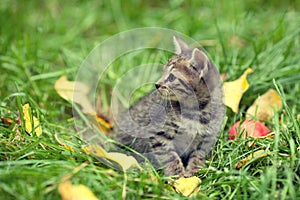 Kitten sitting on the grass