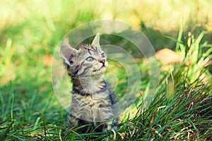 Kitten sitting on the grass