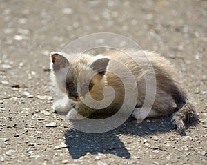 Kitten sitting on the ground