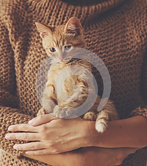 Kitten sitting on hands