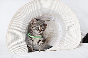 Kitten sitting in hat