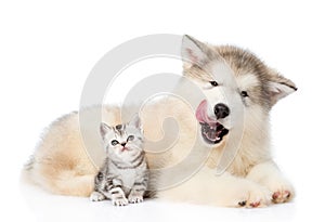 Kitten sitting with licking puppy. isolated on white background