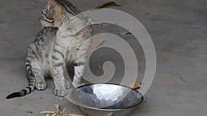 Kitten sitting near the bowl waiting to be given food