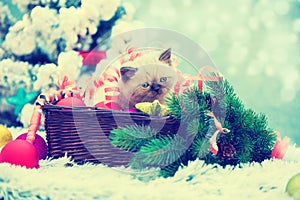 Kitten sitting near decorated fir tree