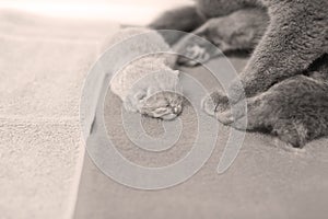 Kitten sitting near her mom