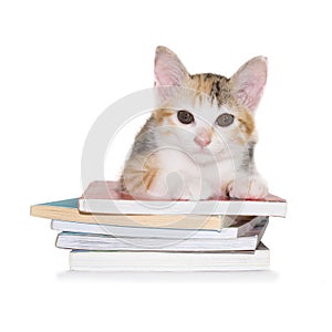 Kitten sitting on pile of books