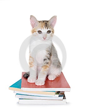Kitten sitting with pile of books