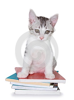 Kitten sitting on pile of books