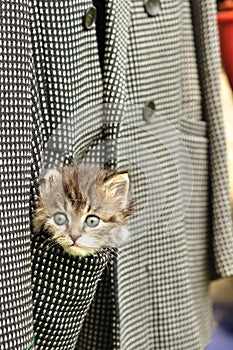 Kitten sitting in the pocket