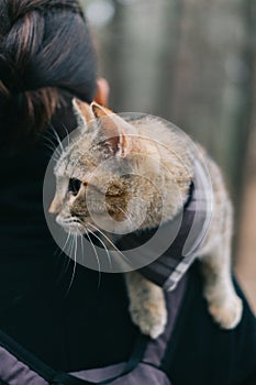 Kitten sitting on shoulder of woman outdoor.