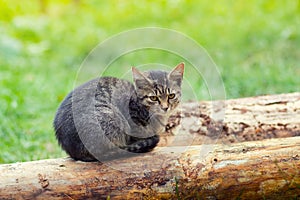 Kitten sitting on a snag