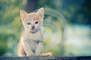 Kitten sitting staring at something.