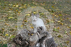 A kitten is sitting on a stump.