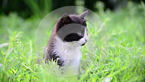 Kitten sitting in tall grass in summer