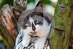 Kitten sitting on tree close-up