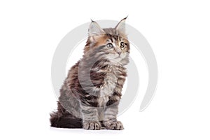 Kitten sitting on white background