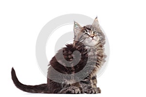 Kitten sitting on white background