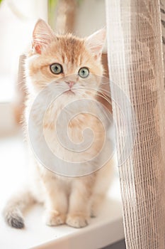 A kitten is sitting on the window