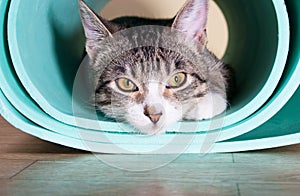 Kitten sitting on a yoga mat.