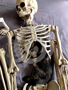 Kitten in a skeleton