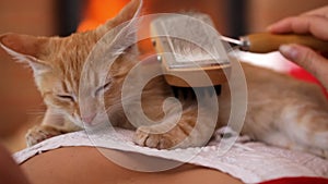 Kitten sleep on woman chest and enjoy gentle brushing